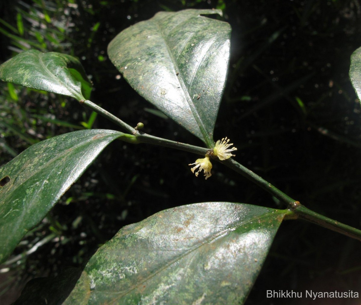 Suregada lanceolata (Willd.) Kuntze